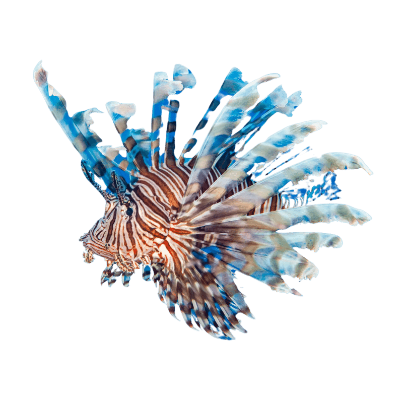 Lionfish Fishing