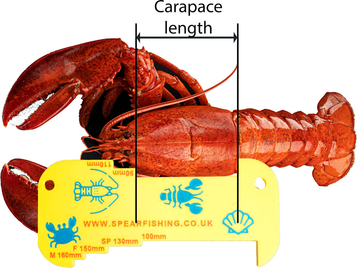 Lobster Fishing